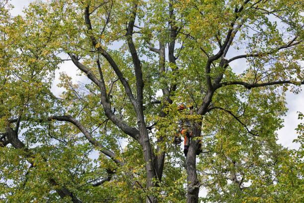 Best Seasonal Cleanup (Spring/Fall)  in Prineville Lake Acres, OR